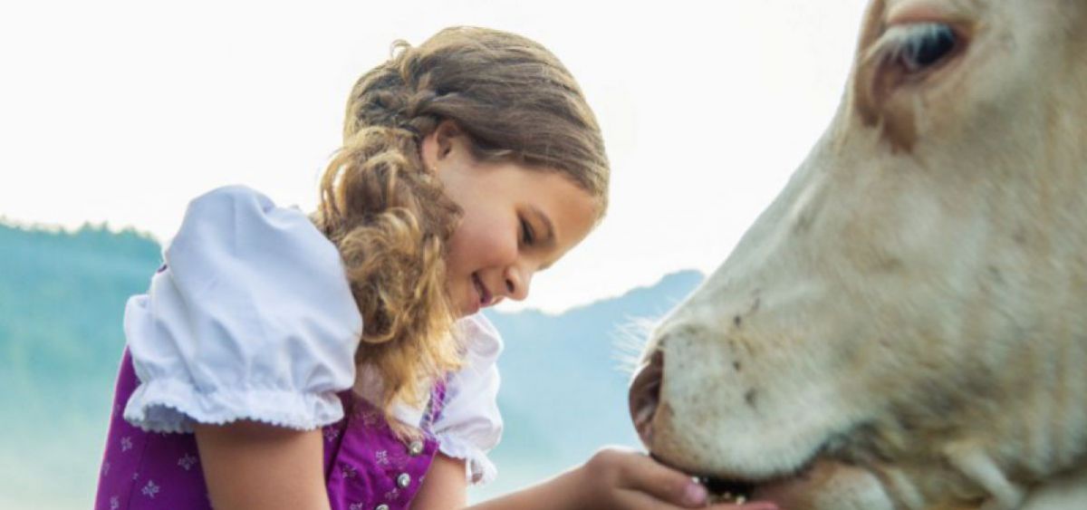 Kleines Mädchen füttert mit den Händen eine Kuh